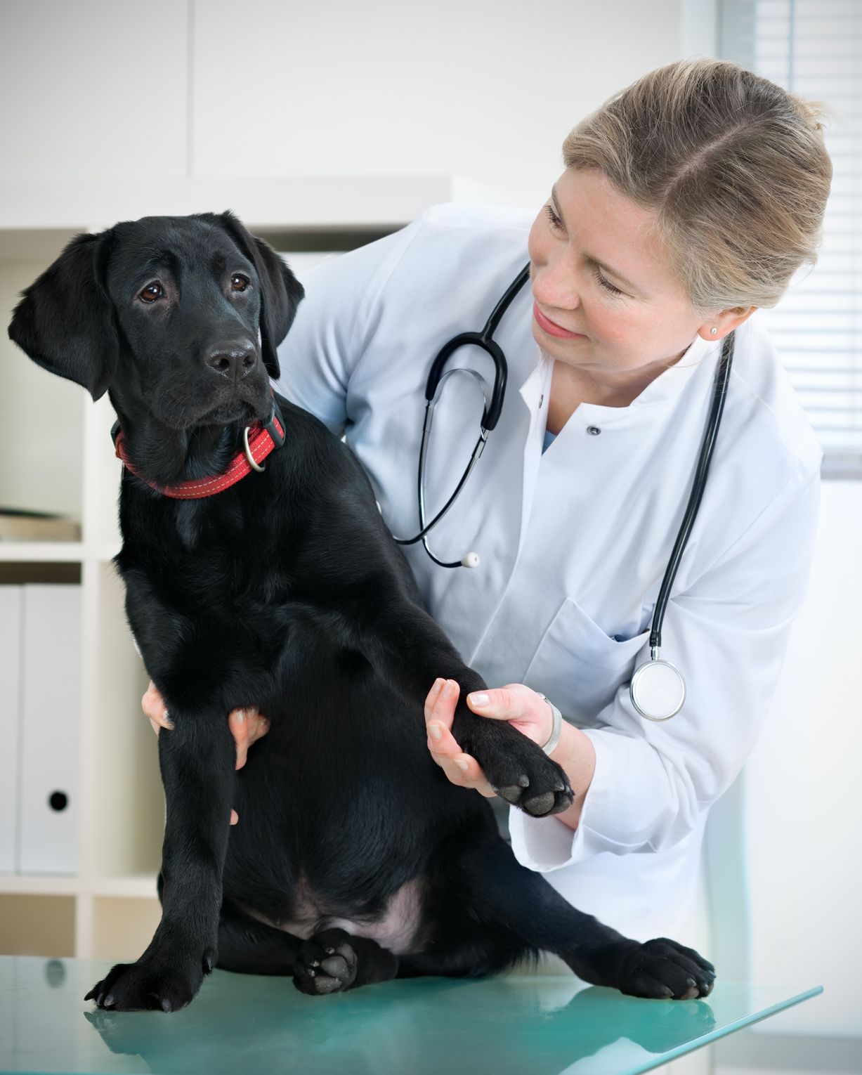 Find the Best Pet Hospital in Alexandria, VA