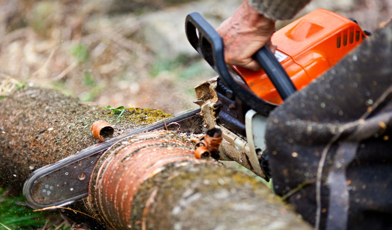 What Can A Tree Service Do For You?