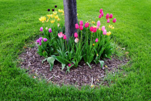 Hire a Tree Removal Service in Fayetteville GA if a Dead Tree is Near a House