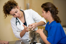 How to Find the Best Vet Clinic in Murrieta, CA