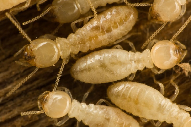 Homeowners Who Suscept Infestation Should Call for a Termite Inspection in Tulsa, OK