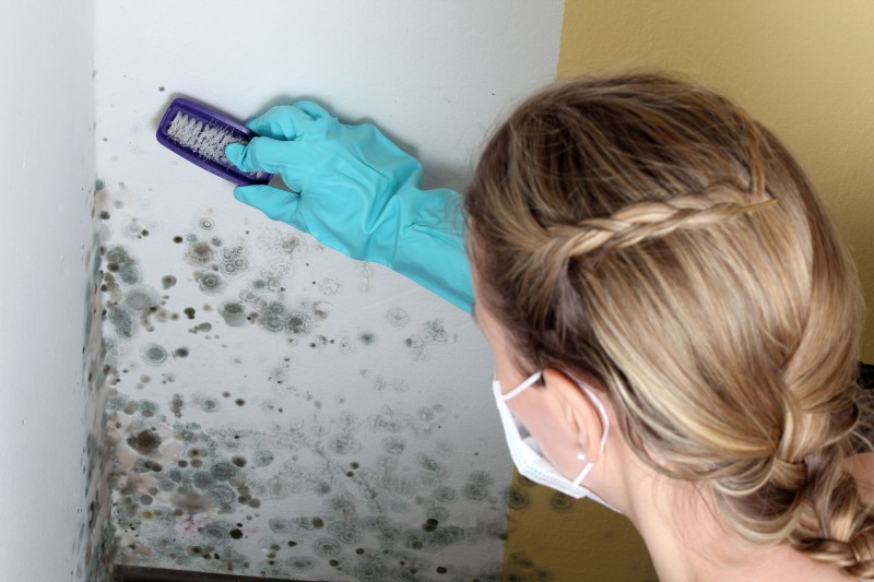 Do Not Wait To Undergo Mold Damage Restoration