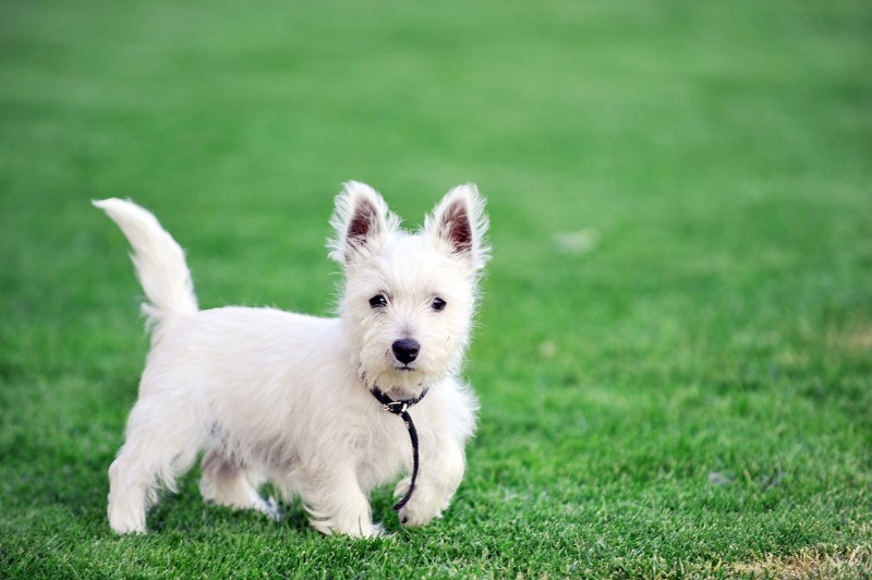Get Them Started Young: Puppy Training in Chicago