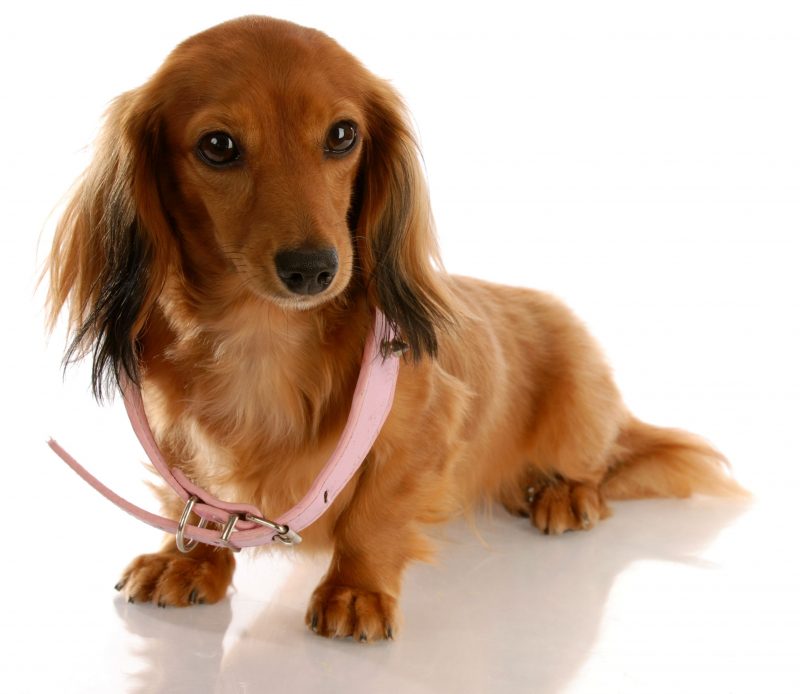 Helpful Tips for Choosing an Overnight Doggy Daycare for Your Dog