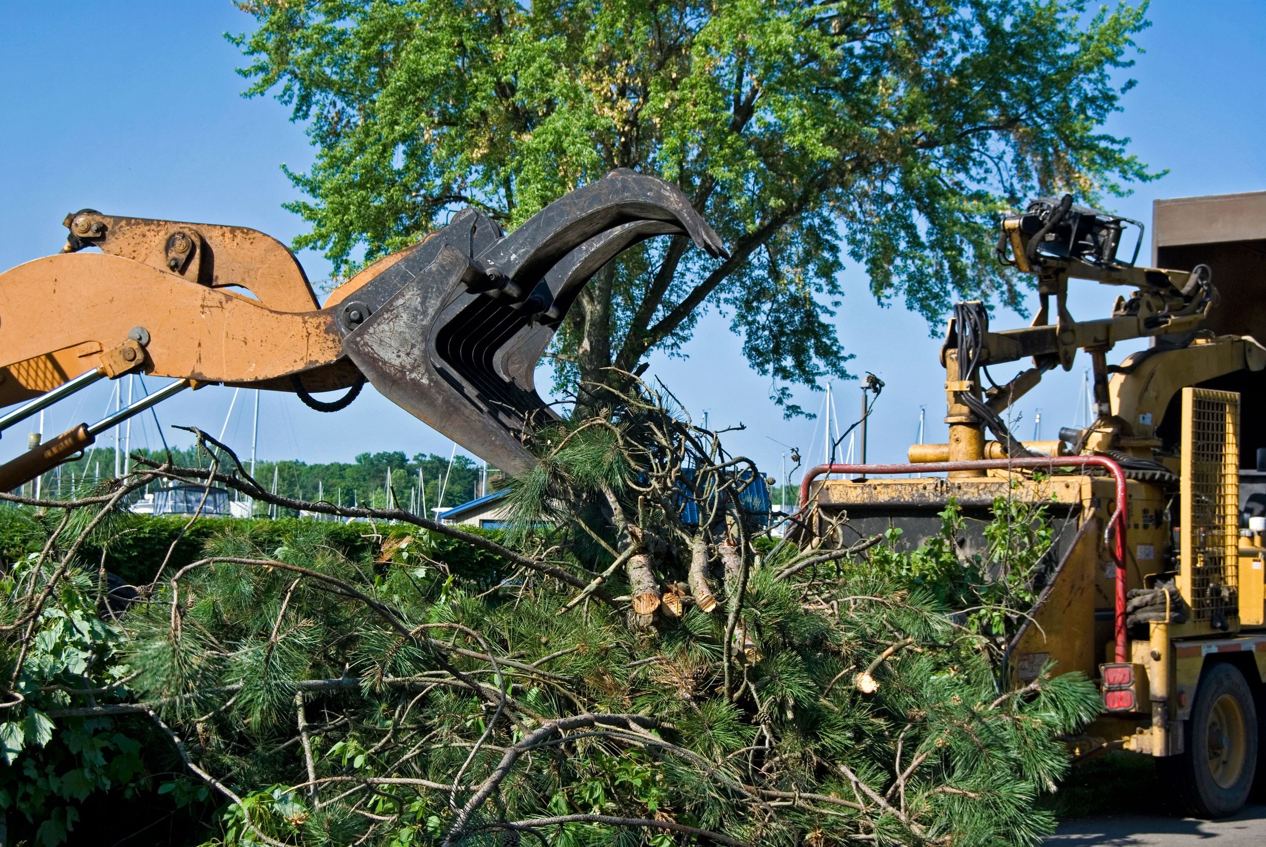 Tree Pruning Services-Why You Need a Professional