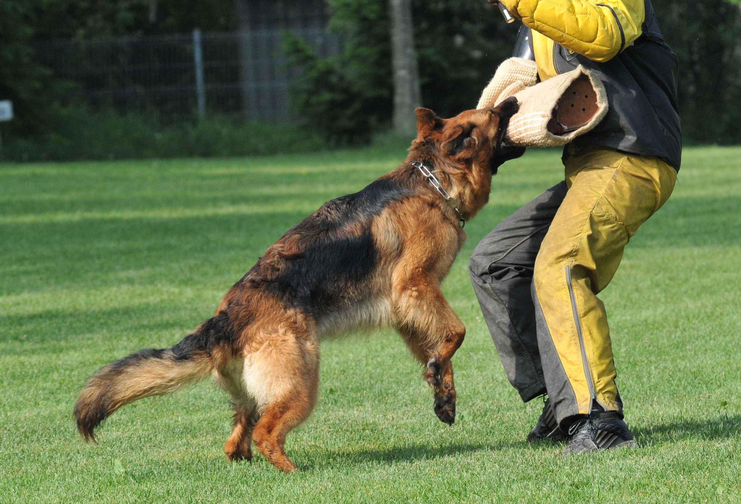 Benefits Of Professional Dog Training In Chicago