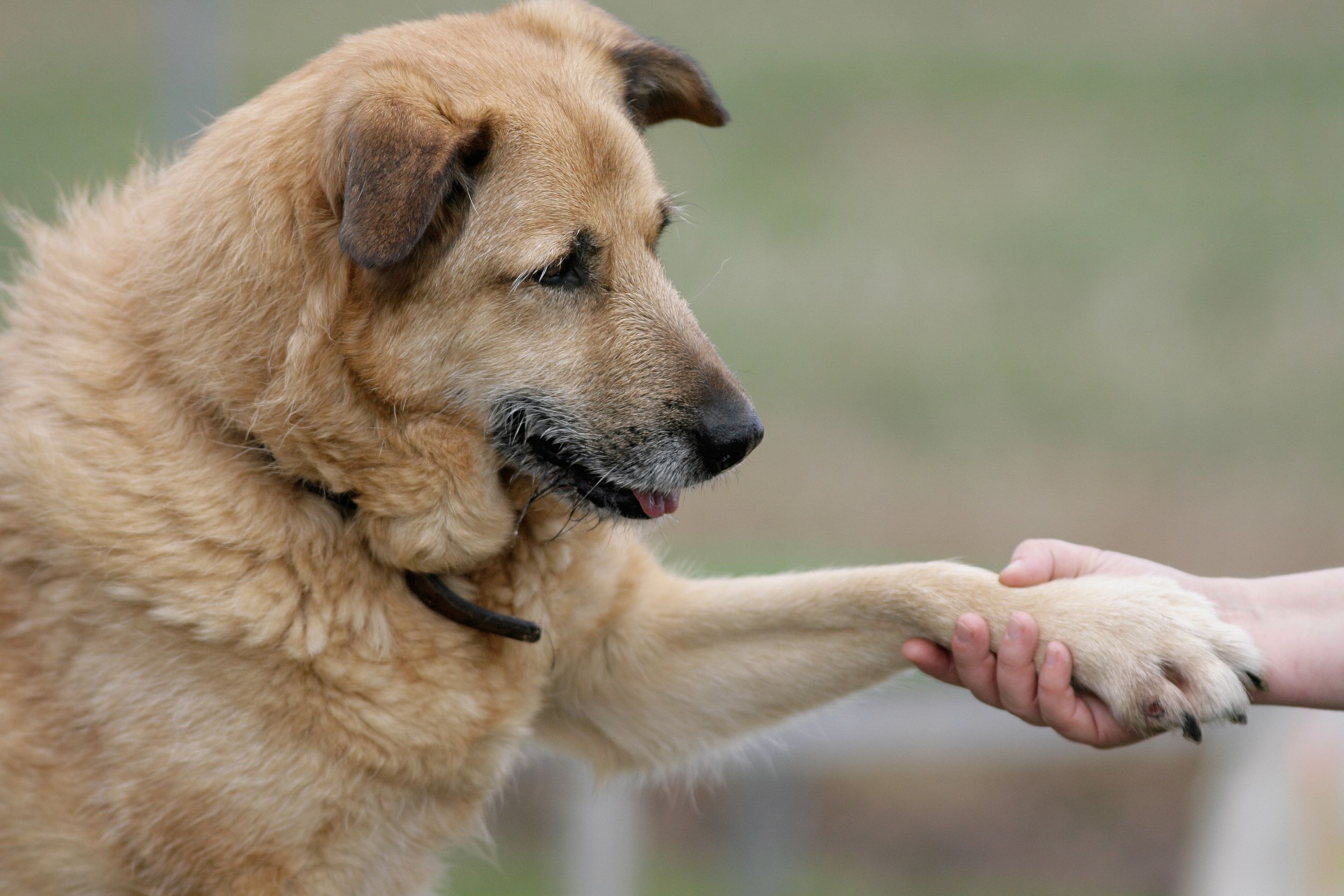 Tips on How to choose Best Outdoor Dog Kennel in Omaha NE