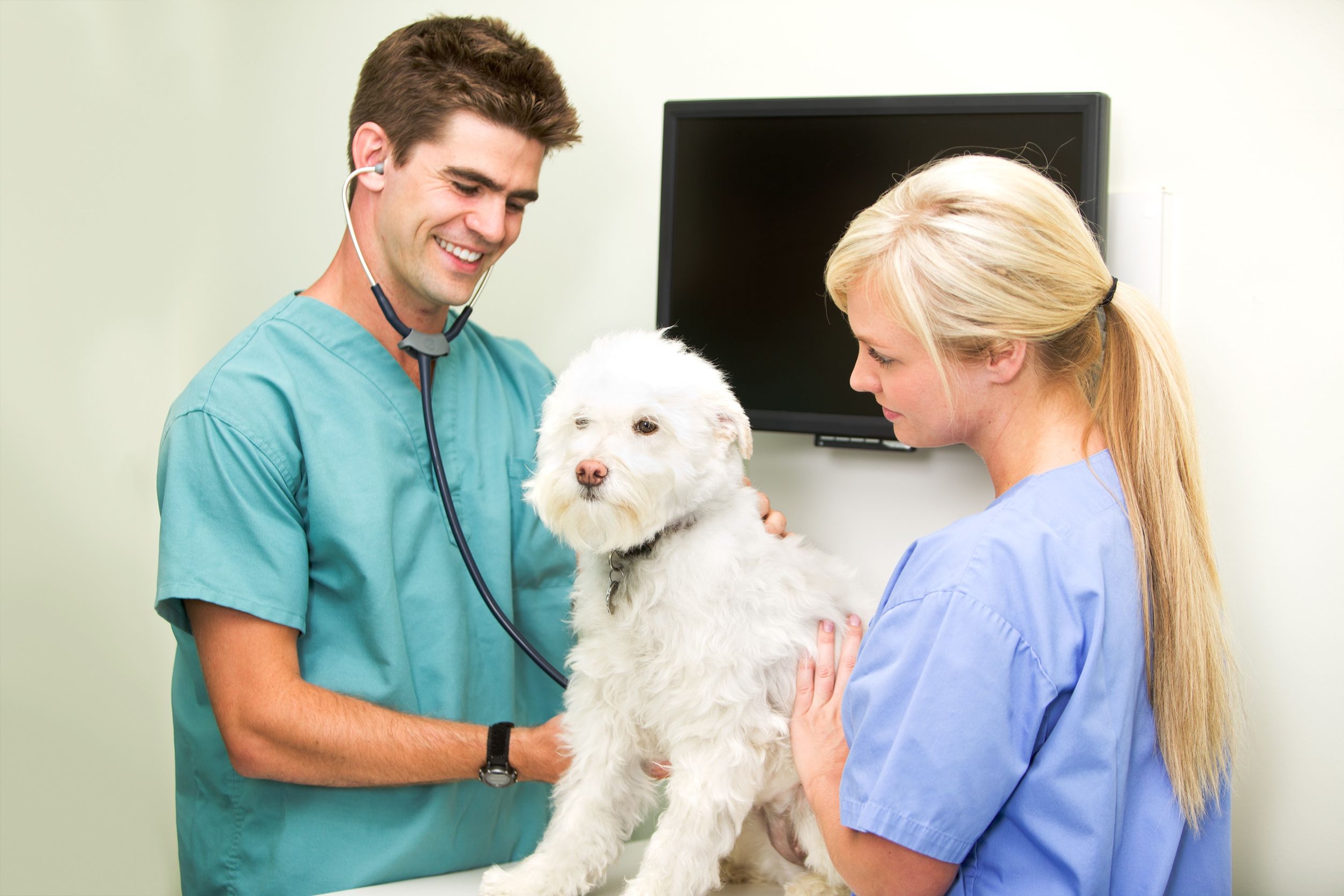 Visiting The Best Veterinarians In Alexandria, VA To Keep Your Pet Healthy