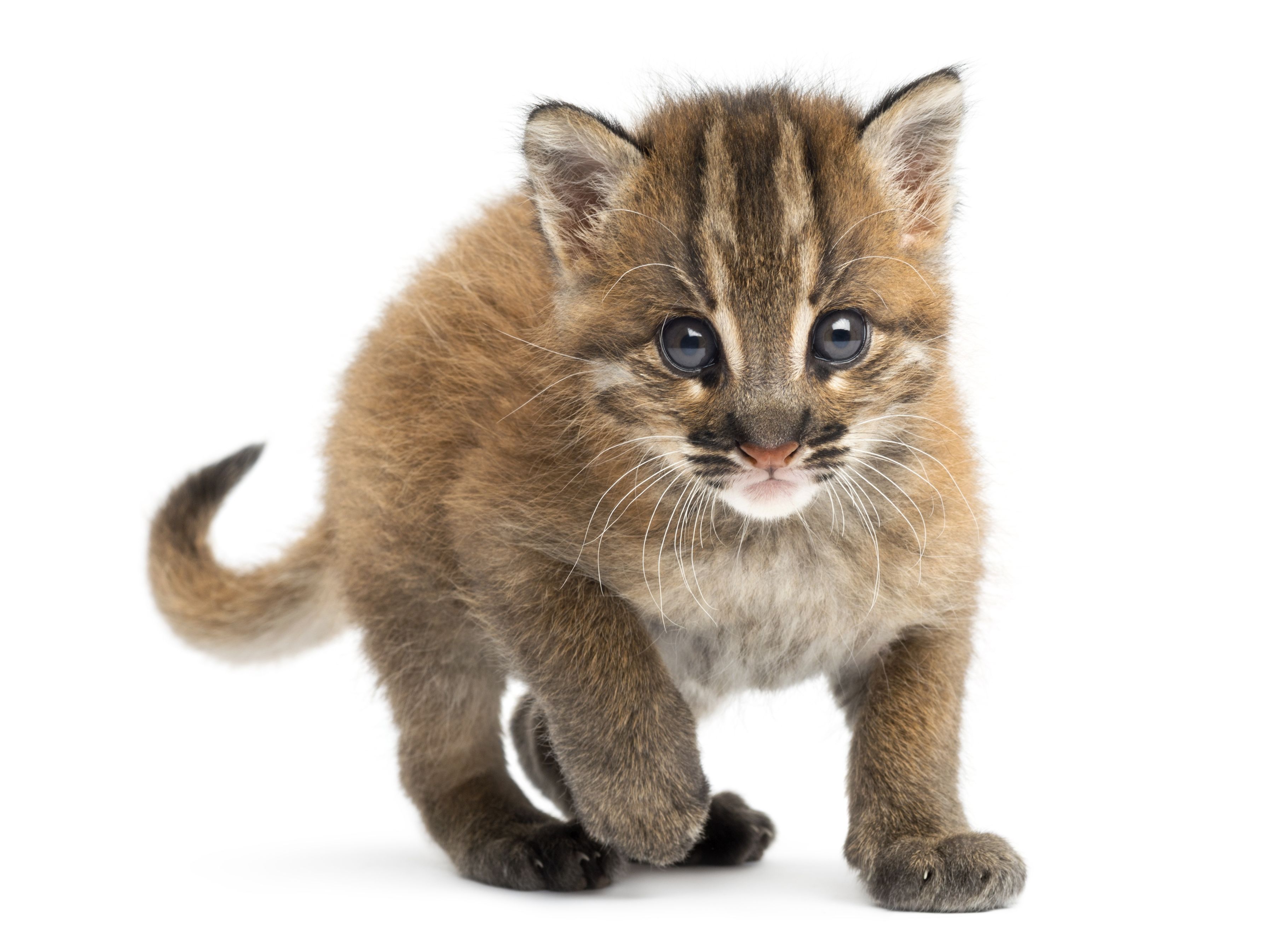 Three Reasons for Grooming Cats at Local Veterinary Hospitals in Timonium, MD