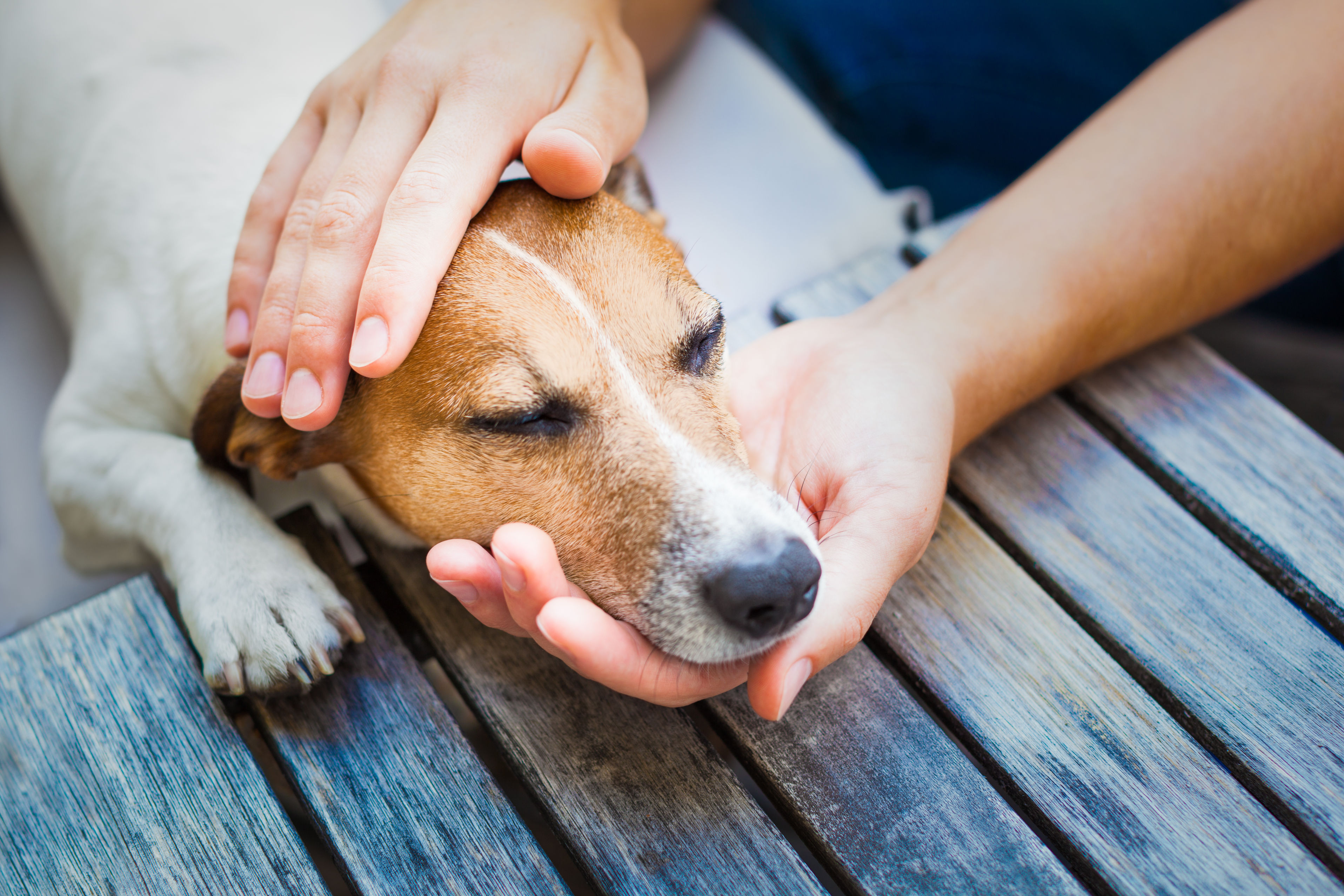 Why Puppy Training Classes in Chicago Are So Valuable for Teaching Obedience
