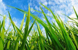 Do Homeowners Need Professional Weed Control in Spokane?