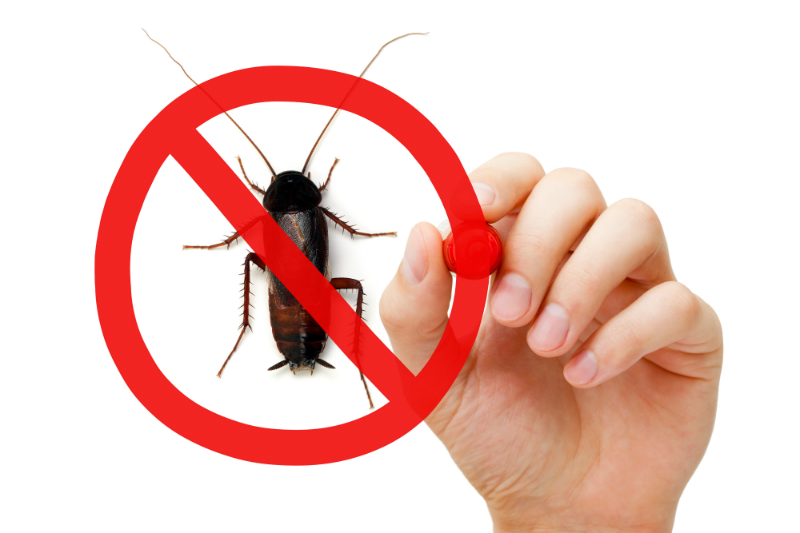 Talk to A Pest Control Exterminator in Arlington VA About Rat control