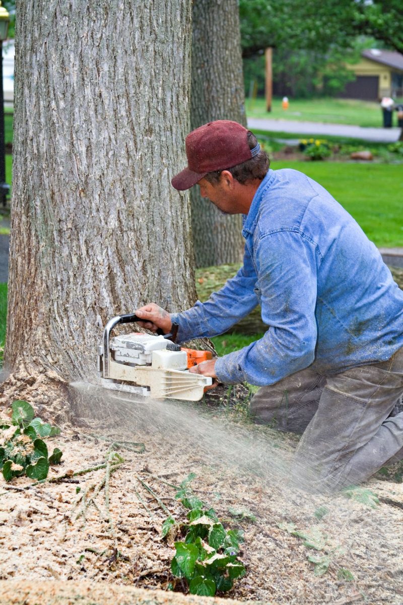 An Arborist in Weston CT Helps Property Owners Prevent Tree-Related Damage From Storms
