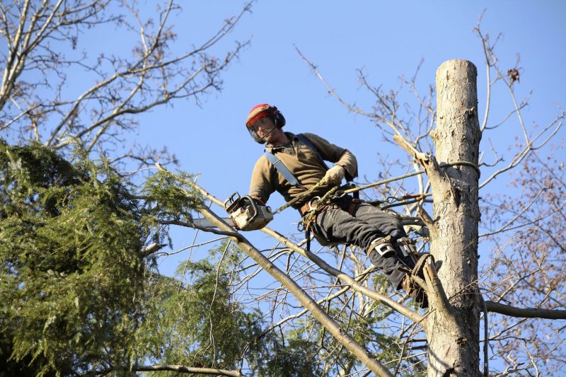 Emergency Tree Work in Somerville – What You Should Know