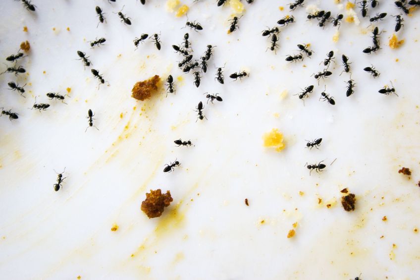 Keep Your Home Free of Pests with Help from Ants Control Services in Arlington VA