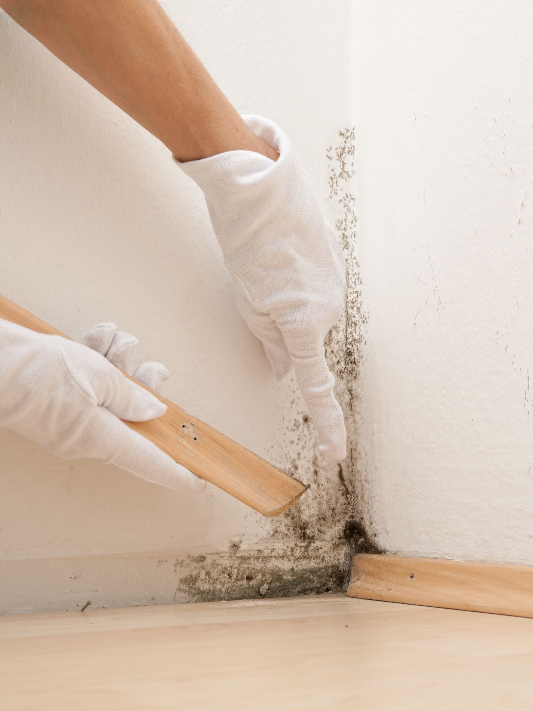3 Benefits of Mold Detection Services in Alexandria, VA