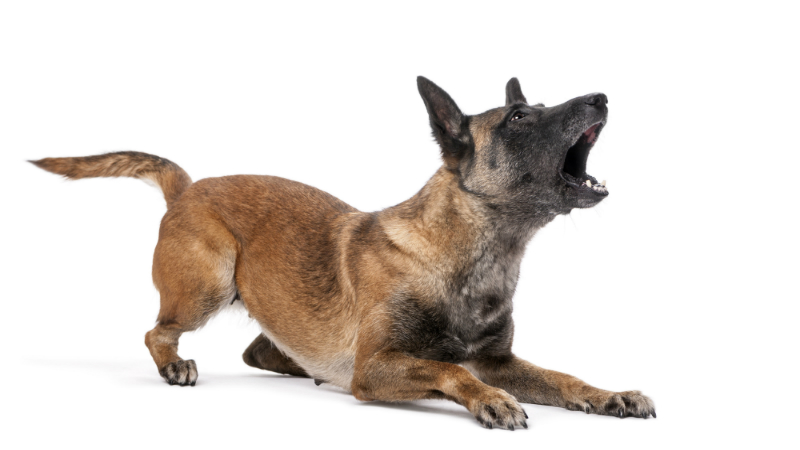 The Ups And Downs Of Dog Agility Training