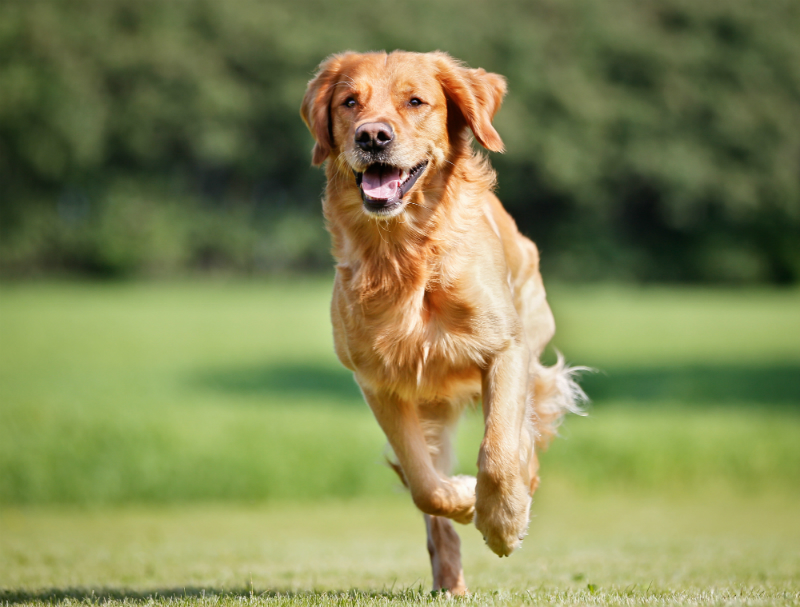 Reasons Dogs Need a Social Life and How Dog Walking Helps Loneliness
