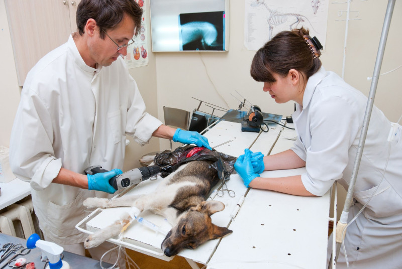 Finding Professional Veterinarians In Germantown