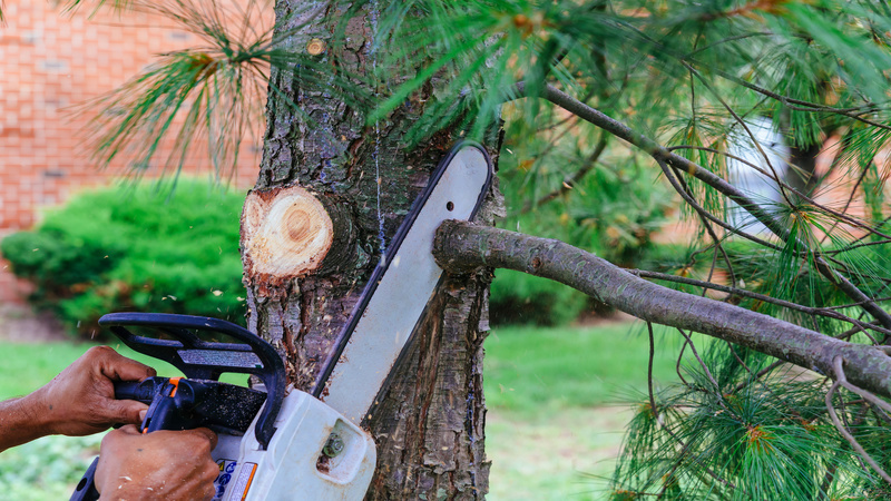 Tree Removal – Choosing the Perfect Tree Services for Your Lawn