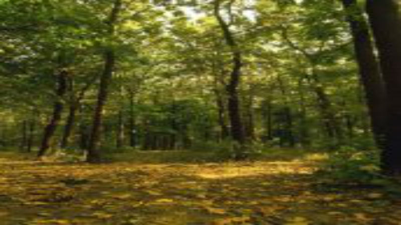 Reasons to Outsource the Tree Removal and Stump Grinding to Professionals