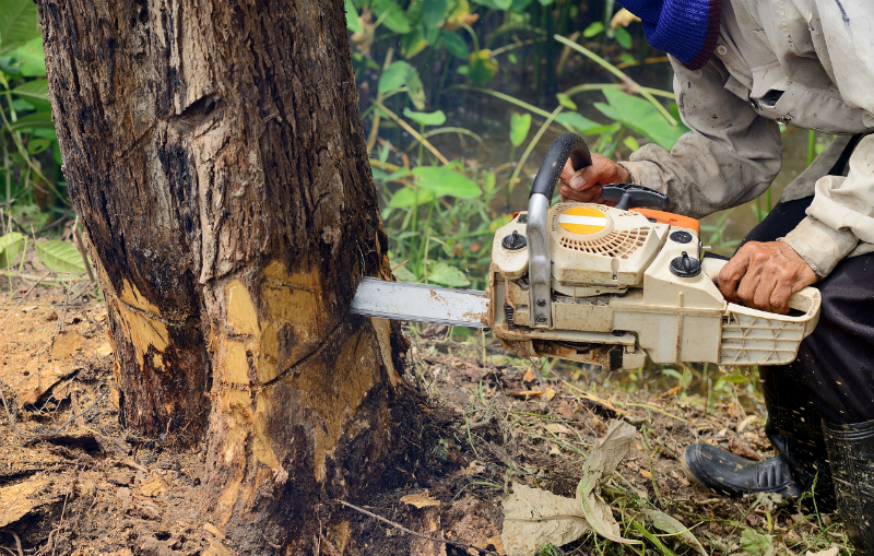The Primary Reasons to Hire a Professional Tree Removal Service in Michiana