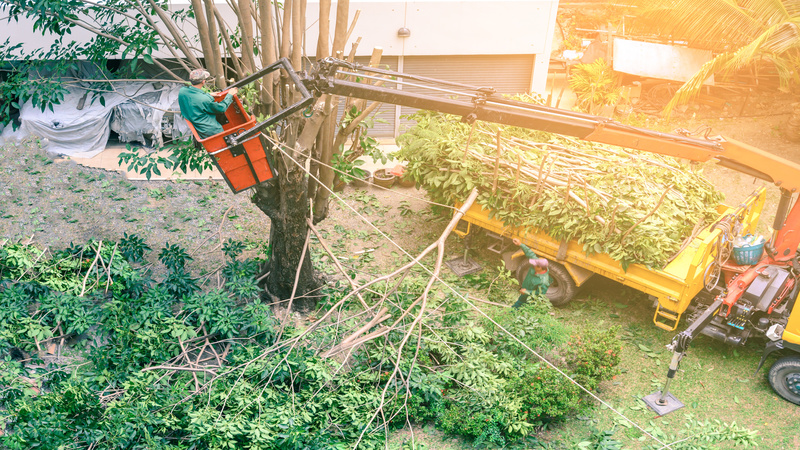 Professional Tree Care in Lehigh Valley PA is a Phone Call Away