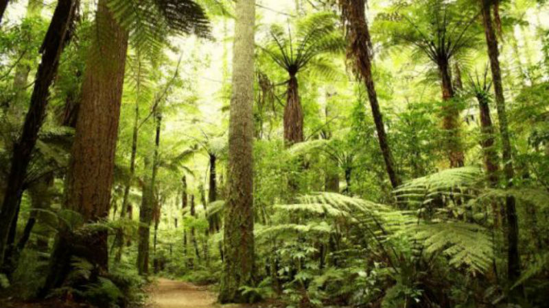 When Property Owners Are Faced With These Issues, It Is Time To Hire A Tree Service Fayetteville, GA