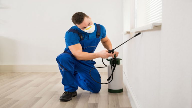 The Perks of Using Professional Termite Services in Peachtree City, GA