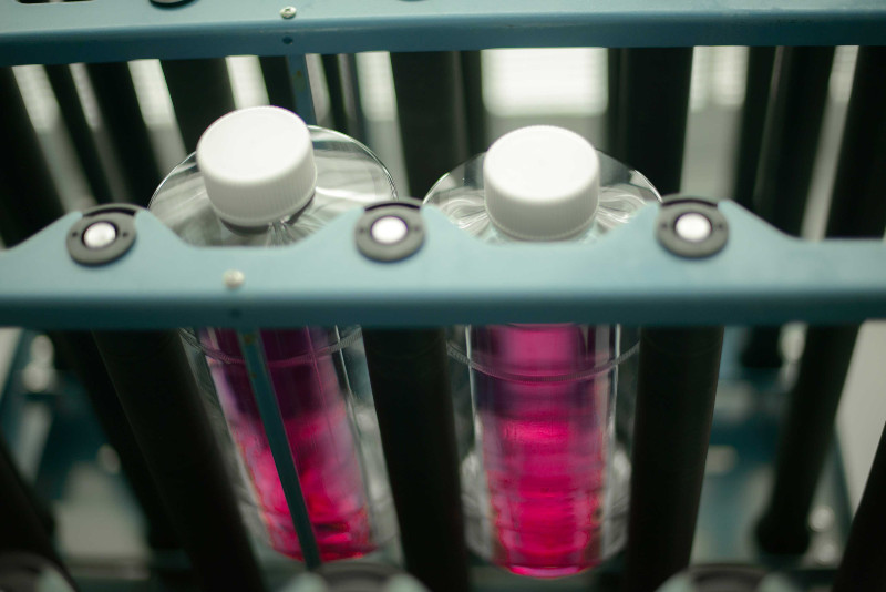 What is Recombinant Antibody Production?