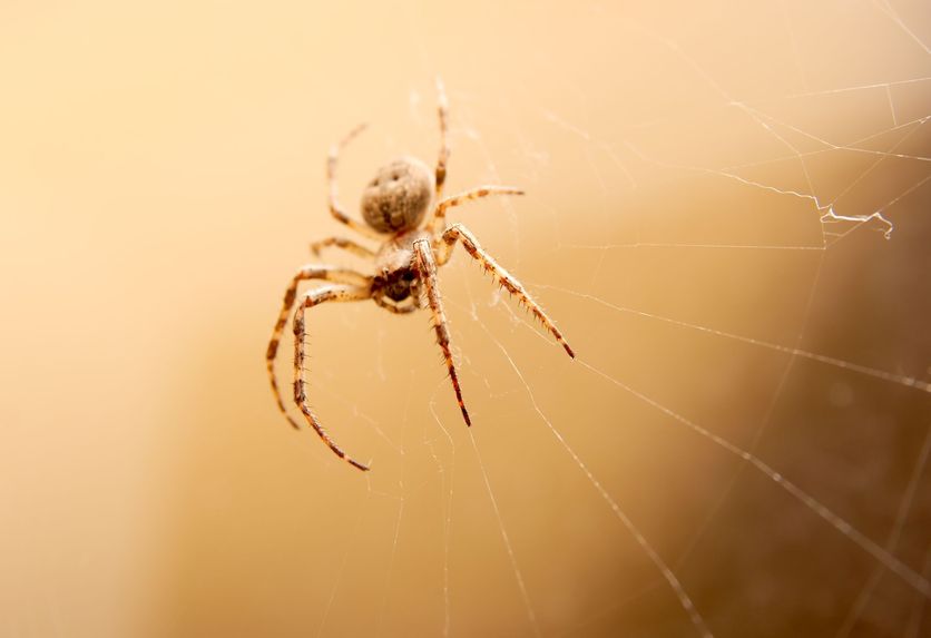 Why Homeowners Use Professional Spider Control Treatment in New Zealand