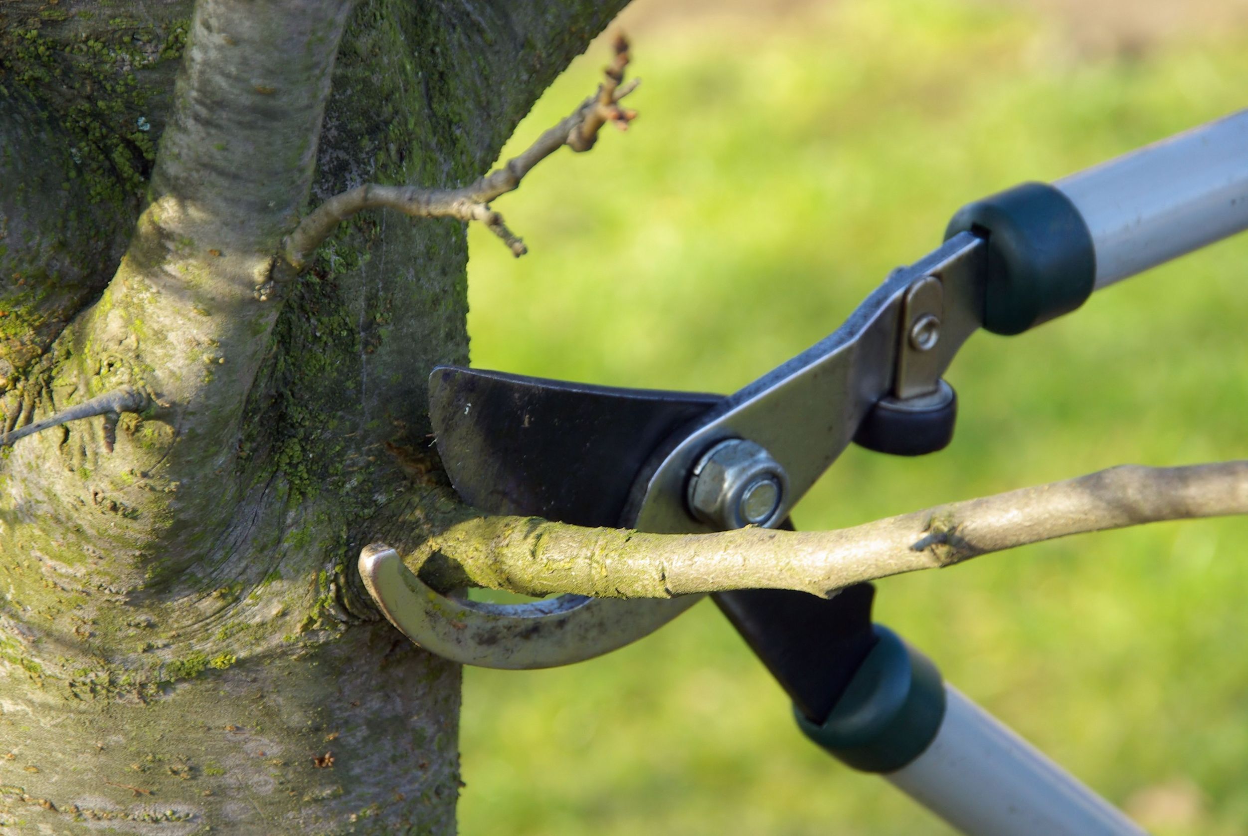 The Benefits of Tree Pruning in Essex County, NJ