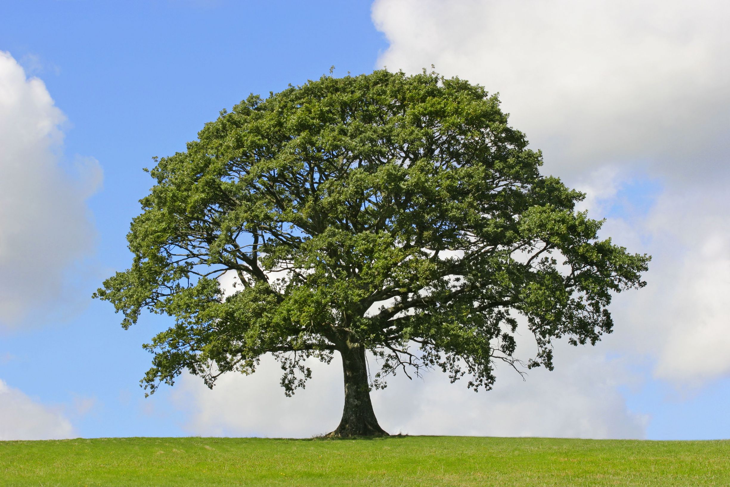 Top Benefits of Professional Tree Stump Grinding in Denver