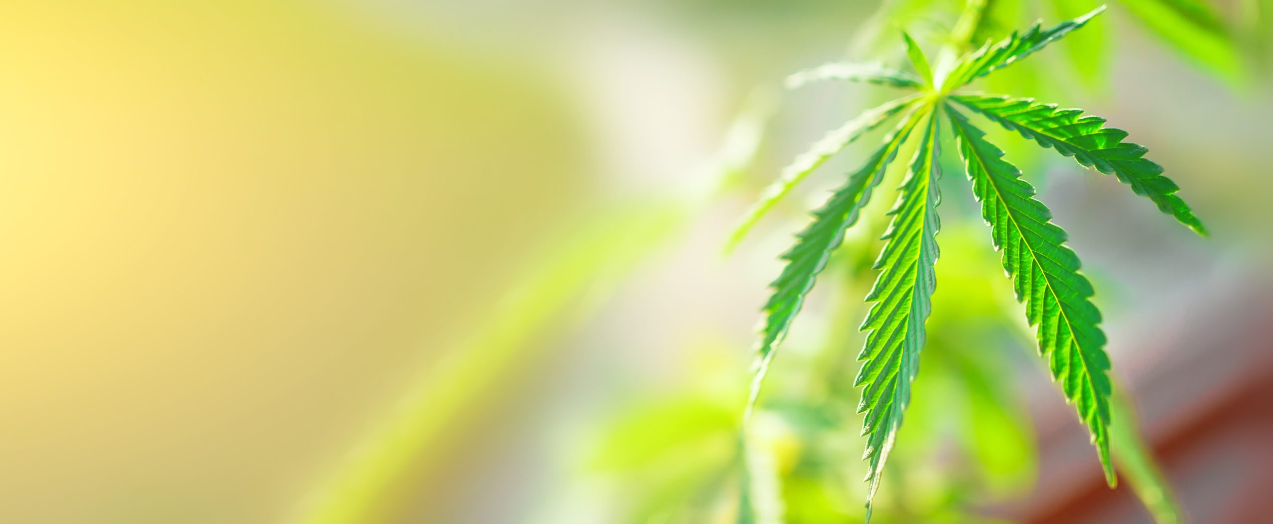 Tips For Santa Fe New Mexico Residents On The Benefits Of Cannabis Dispensary