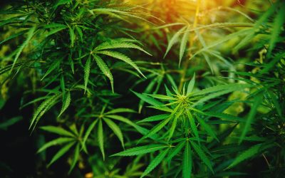 How to Get Medical Marijuana, Choose a Dispensary Mount Holly NJ