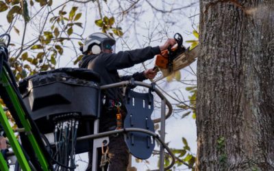 Top Benefits of Choosing Tree Removal Service McDonough GA