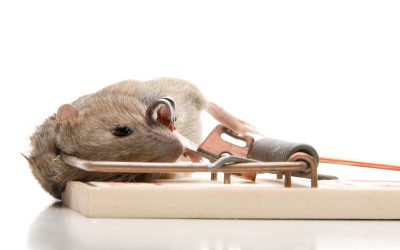 Effective Mice Removal in St. Louis, MO: Safeguarding Your Home From Rodent Threats