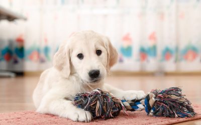 Enhance Your Pet Care Routine With a Custom Dog Box Tailored to Your Dog