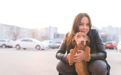 How to Make Dog Post Operative Care Easier for American Pet Owners at Home