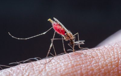 Keep Your Family Safe with Proven Mosquito Control Hermantown MN Solutions at Home