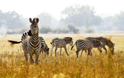 Volunteer Opportunities Await at Animal Sanctuary Caldwell ID for Animal Lovers Nationwide