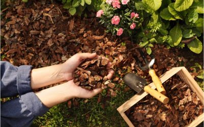 Transform Your Outdoor Spaces with Landscape Maintenance Cape Cod MA Services That Last