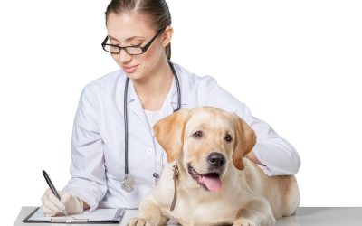Comprehensive Care at an Animal Hospital in Los Angeles for Every Stage of Your Pet’s Life