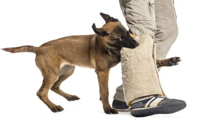 Seeking Justice After a Dog Attack Bite Compensation Antigo WI Explained