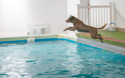 How Hydrotherapy For Dogs Arthritis Can Improve Mobility and Brighten Your Pet’s Life