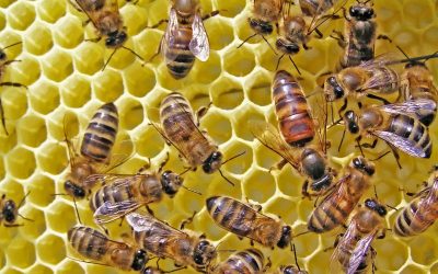 Homeowners’ Guide to Safe Yellow Jacket Control Practices