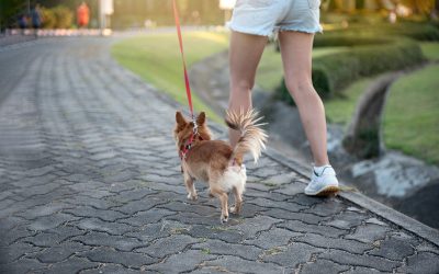 Keep your pup active and well socialized with a trusted Dog Walker NYC service