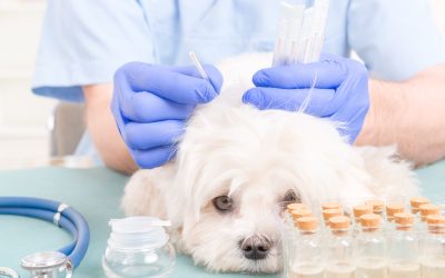 Experience compassionate care at an animal hospital in Indianapolis, IN, trusted by pet owners.